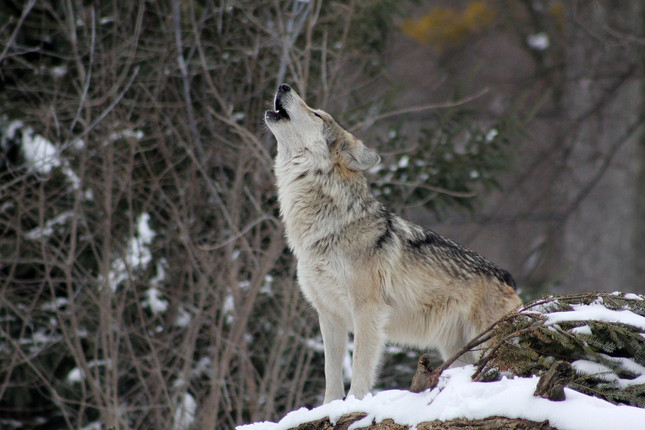 Ein heulender Wolf in einer Schneelandschaft